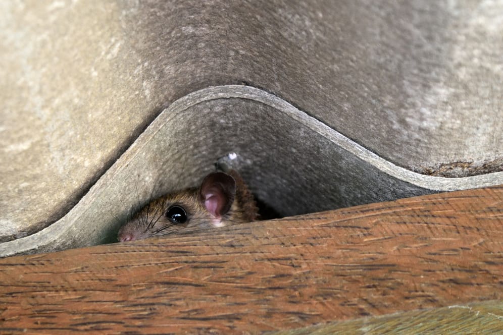 Mäuse aus der Dämmung vertreiben: Mäuse finden auch in sehr engen Durchgängen einen Weg ins Haus.