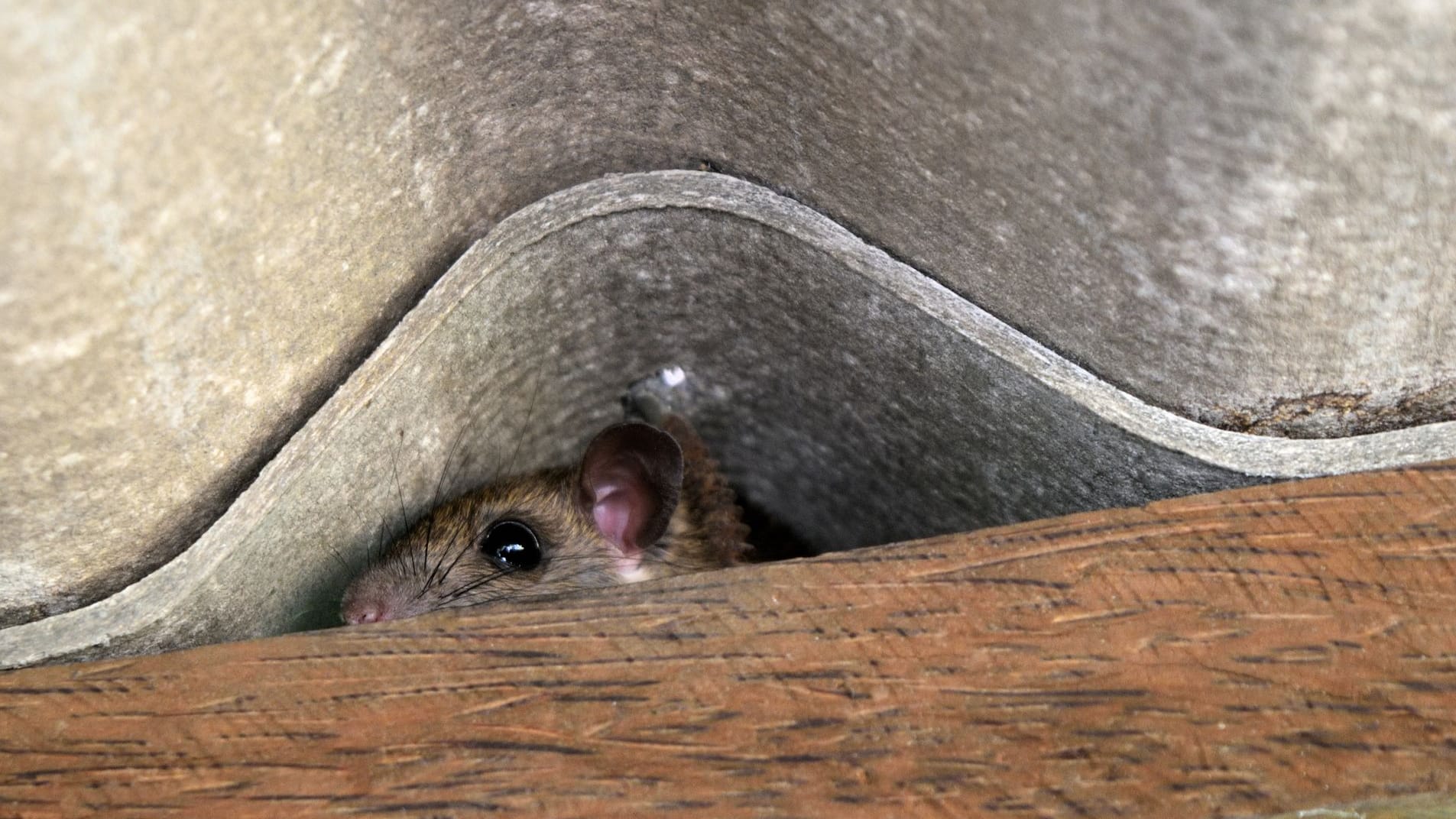 Mäuse aus der Dämmung vertreiben: Mäuse finden auch in sehr engen Durchgängen einen Weg ins Haus.