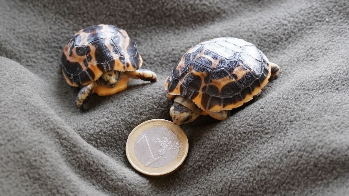 Madagassische Spinnenschildkröten