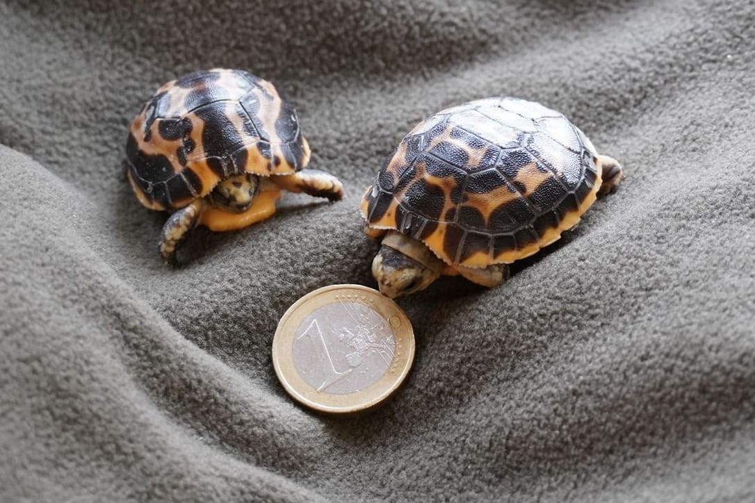 Madagassische Spinnenschildkröten