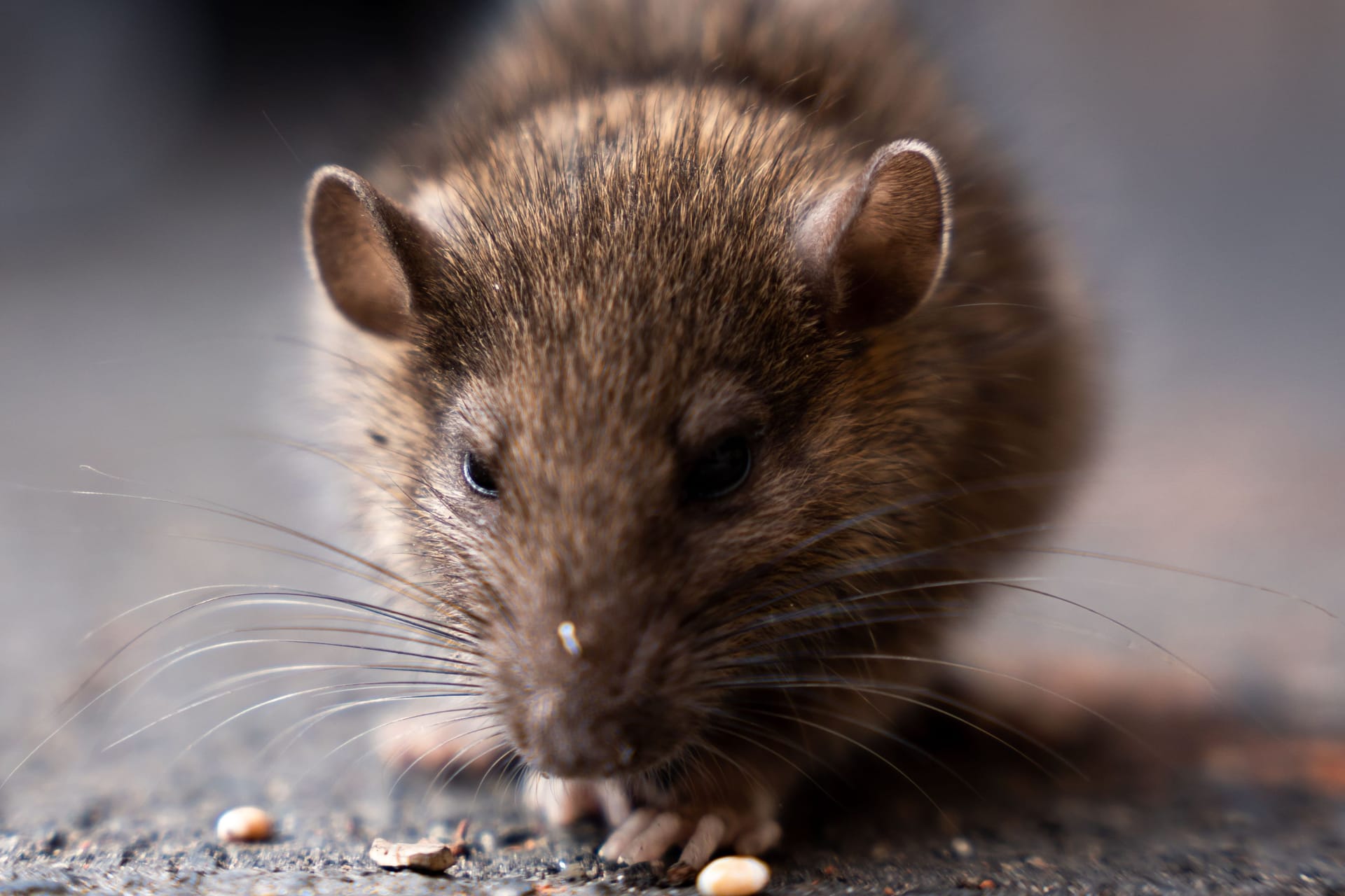 Eine Ratte frisst etwas auf der Straße (Symbolbild): An Münchner Bahnhöfen sind die Tiere aktuell ein Problem.