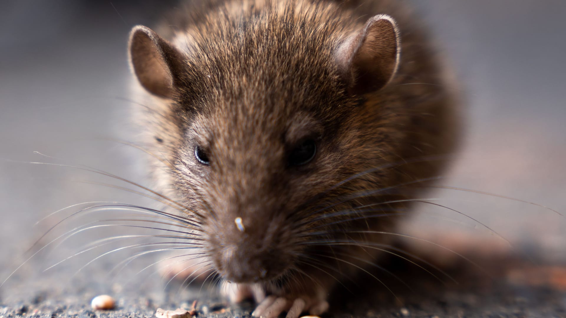 Eine Ratte frisst etwas auf der Straße (Symbolbild): An Münchner Bahnhöfen sind die Tiere aktuell ein Problem.