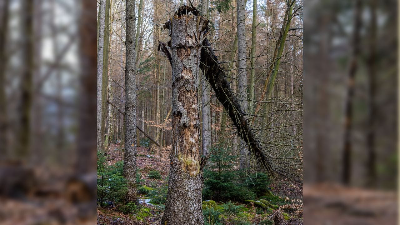 Abgestorbene Nadelbäume im Schrammsteingebirge: Die Borkenkäfer haben eine Schneise der Verwüstung hinterlassen.