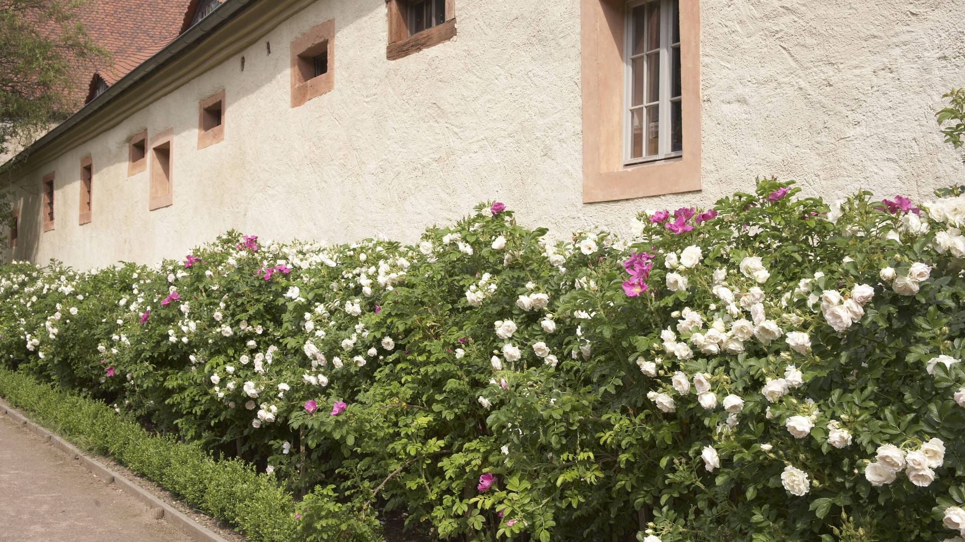 Blühende Wildrosenhecke: Die Blüten umgrenzen das Grundstück und locken Bestäuber an.