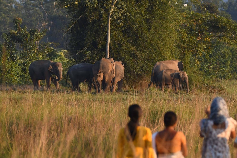Eine Elefantenherde in Indien (Archivbild): Der 26-Jährige starb beim Versuch, die Tiere zu vertreiben.