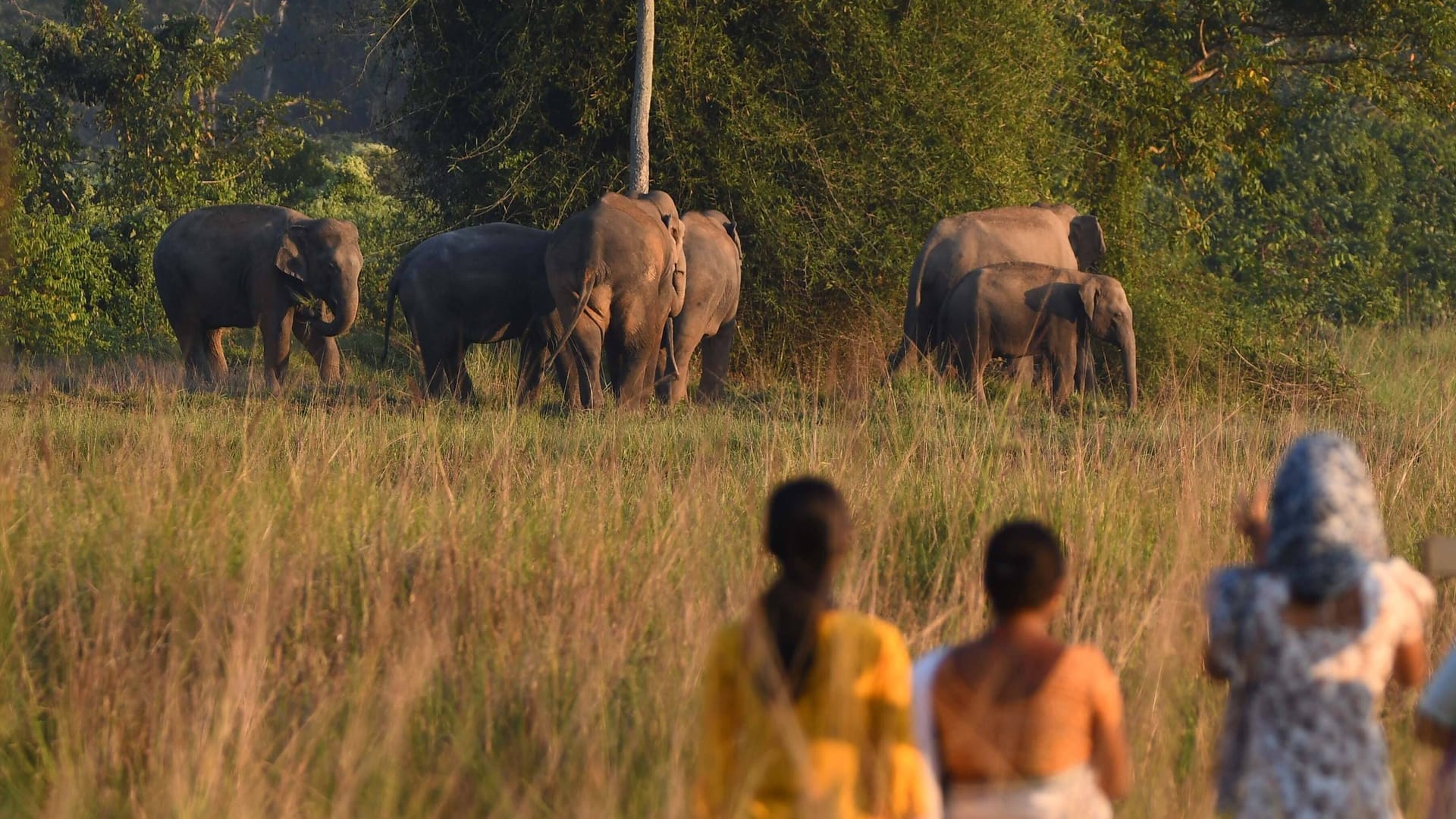 Eine Elefantenherde in Indien (Archivbild): Der 26-Jährige starb beim Versuch, die Tiere zu vertreiben.