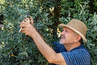 Olivenbaum schneiden: Der Haupttrieb des Baumes sollte höchstens gekürzt werden.