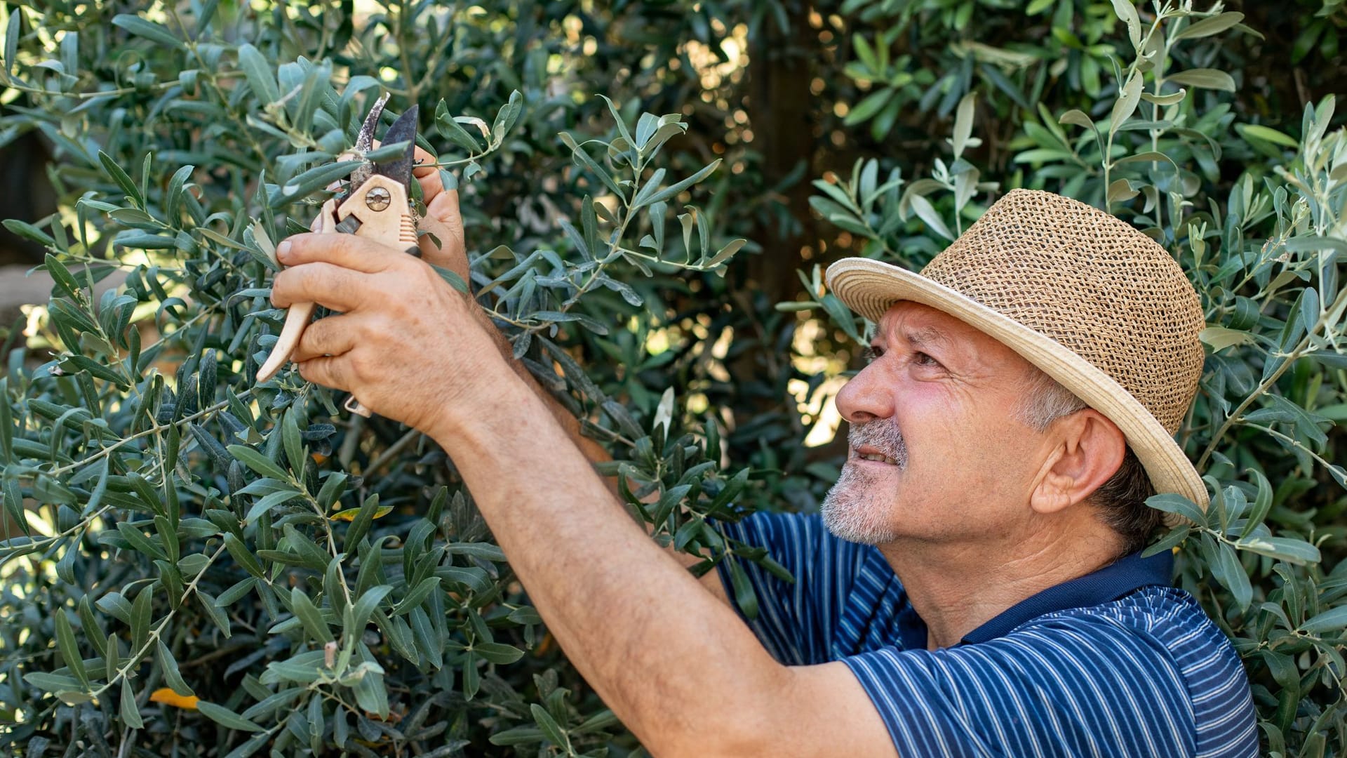 Olivenbaum schneiden: Der Haupttrieb des Baumes sollte höchstens gekürzt werden.