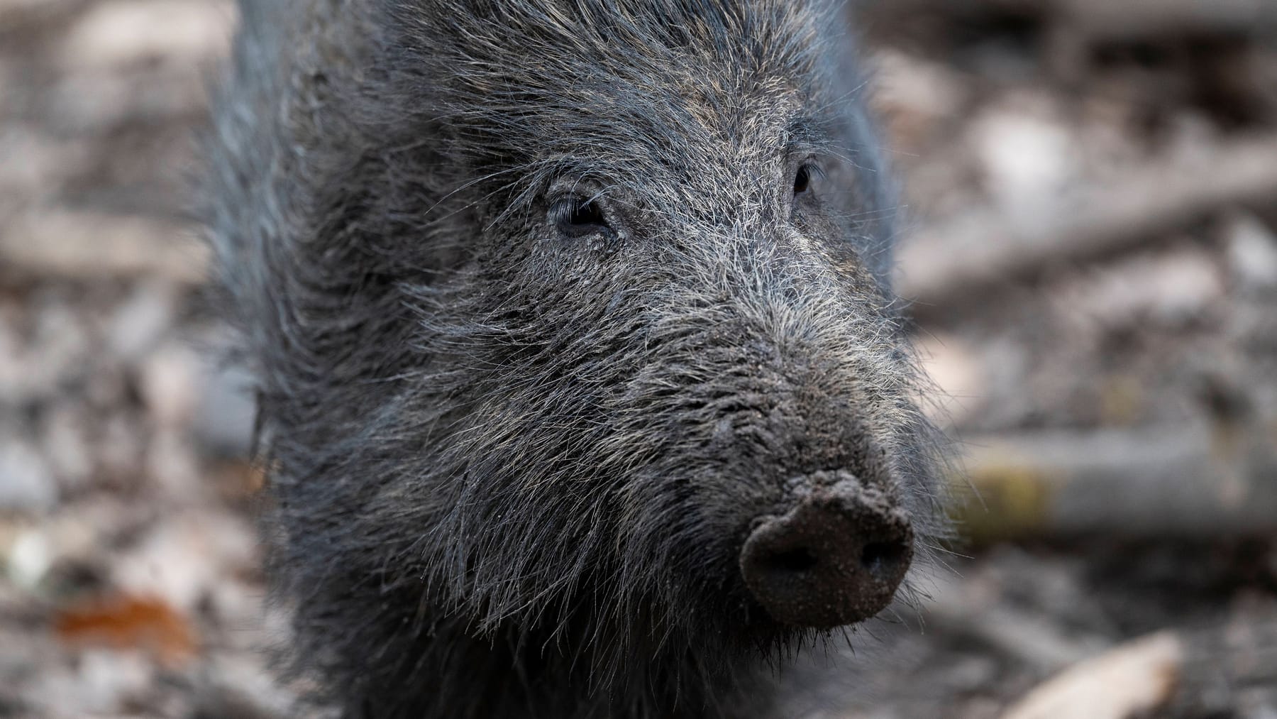 Amerikanische Ängste vor dem kanadischen „Superschwein“.