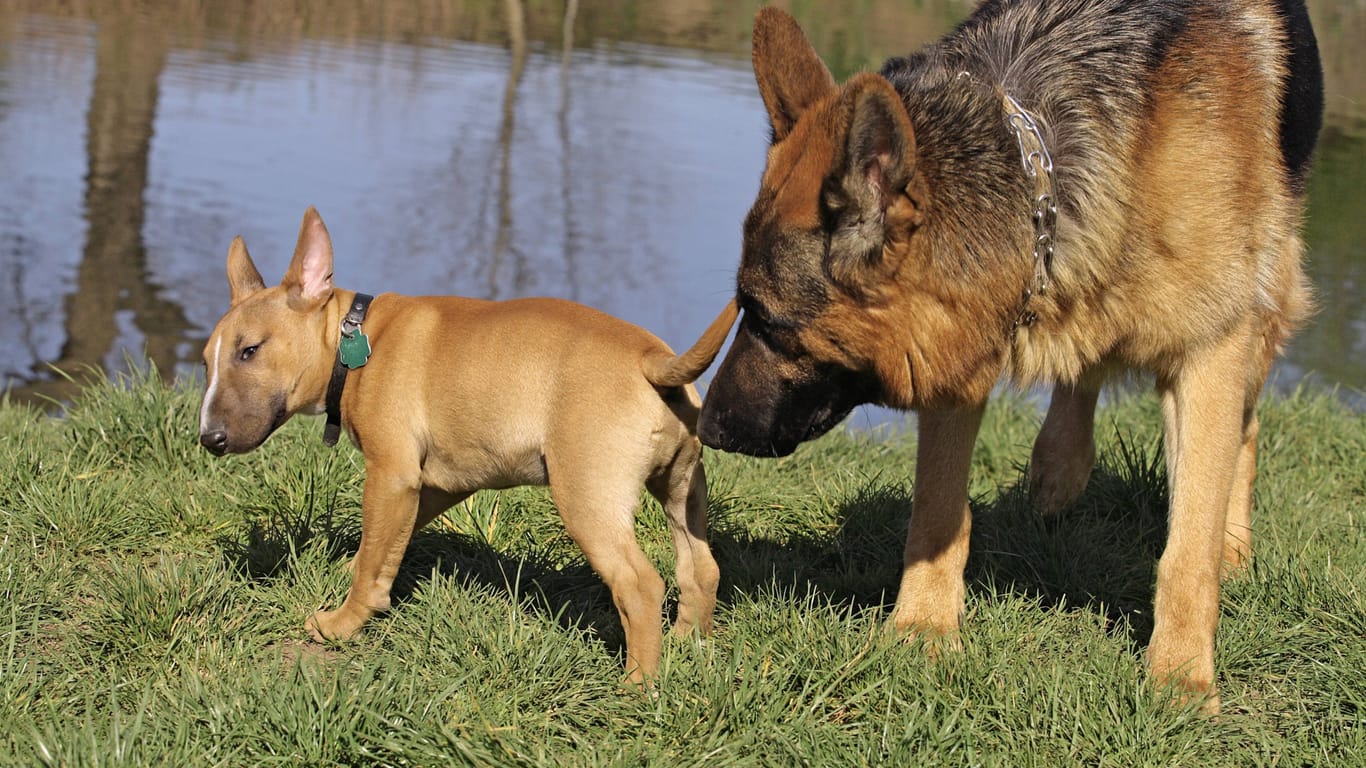 Ein Schäferhund schnuppert am Hinterteil eines Bullterriers: Hundenasen besitzen etwa 220 Millionen Geruchsrezeptoren. Das sind 44-mal so viele wie beim Menschen.