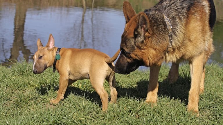 Ein Schäferhund schnuppert am Hinterteil eines Bullterriers: Hundenasen besitzen etwa 220 Millionen Geruchsrezeptoren. Das sind 44 Mal so viele wie beim Menschen.
