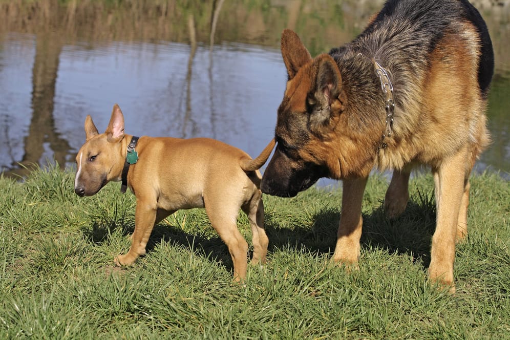 Ein Schäferhund schnuppert am Hinterteil eines Bullterriers: Hundenasen besitzen etwa 220 Millionen Geruchsrezeptoren. Das sind 44 Mal so viele wie beim Menschen.