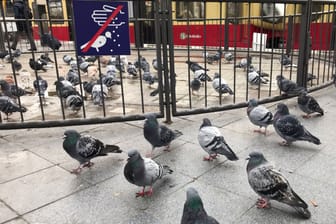 Tauben an Berliner S-Bahnhof (Archivbild): Die Bezirke sind in der Verantwortung, Taubenschläge aufzustellen.