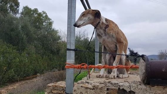 Der Galgo Chipy wurde in der Silvesternacht gegenüber vom Asyl angebunden und man hatte ihm kurz vorher brutal den Mikrochip rausgeschnitten. In der Nacht gab es Frost und er hatte nur einen ganz kurzen Strick. Es sass dort und hatte sich aufgegeben, weil das Leben so furchtbar zu ihm war. Die beigefügten Fotos zeigen das sehr deutlich. Er hat sich von allem erholt und hat noch ein schönes Leben in Deutschland geführt, aber diese Grausamkeit und Kälte gegenüber einem wehrlosen Galgo haben mich getroffen.