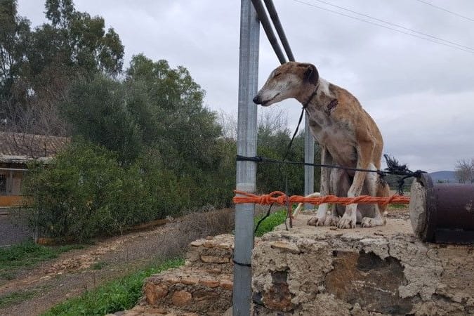 Der Galgo Chipy wurde in der Silvesternacht gegenüber vom Asyl angebunden und man hatte ihm kurz vorher brutal den Mikrochip rausgeschnitten. In der Nacht gab es Frost und er hatte nur einen ganz kurzen Strick. Es sass dort und hatte sich aufgegeben, weil das Leben so furchtbar zu ihm war. Die beigefügten Fotos zeigen das sehr deutlich. Er hat sich von allem erholt und hat noch ein schönes Leben in Deutschland geführt, aber diese Grausamkeit und Kälte gegenüber einem wehrlosen Galgo haben mich getroffen.