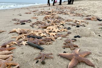 Zahlreiche angeschwemmte Seesterne liegen auf Sylt am Strand: Stürme über der Nordsee sind eine Gefahr für die Tiere.
