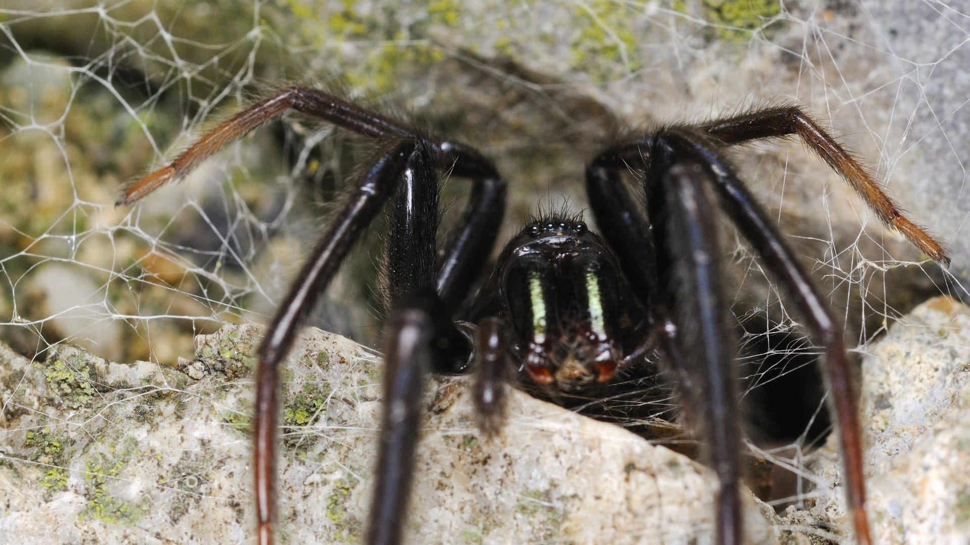 Kommt häufiger in Südeuropa vor: Die Mächtige Fischernetzspinne hat sich nun auch nördlich der Alpen angesiedelt.