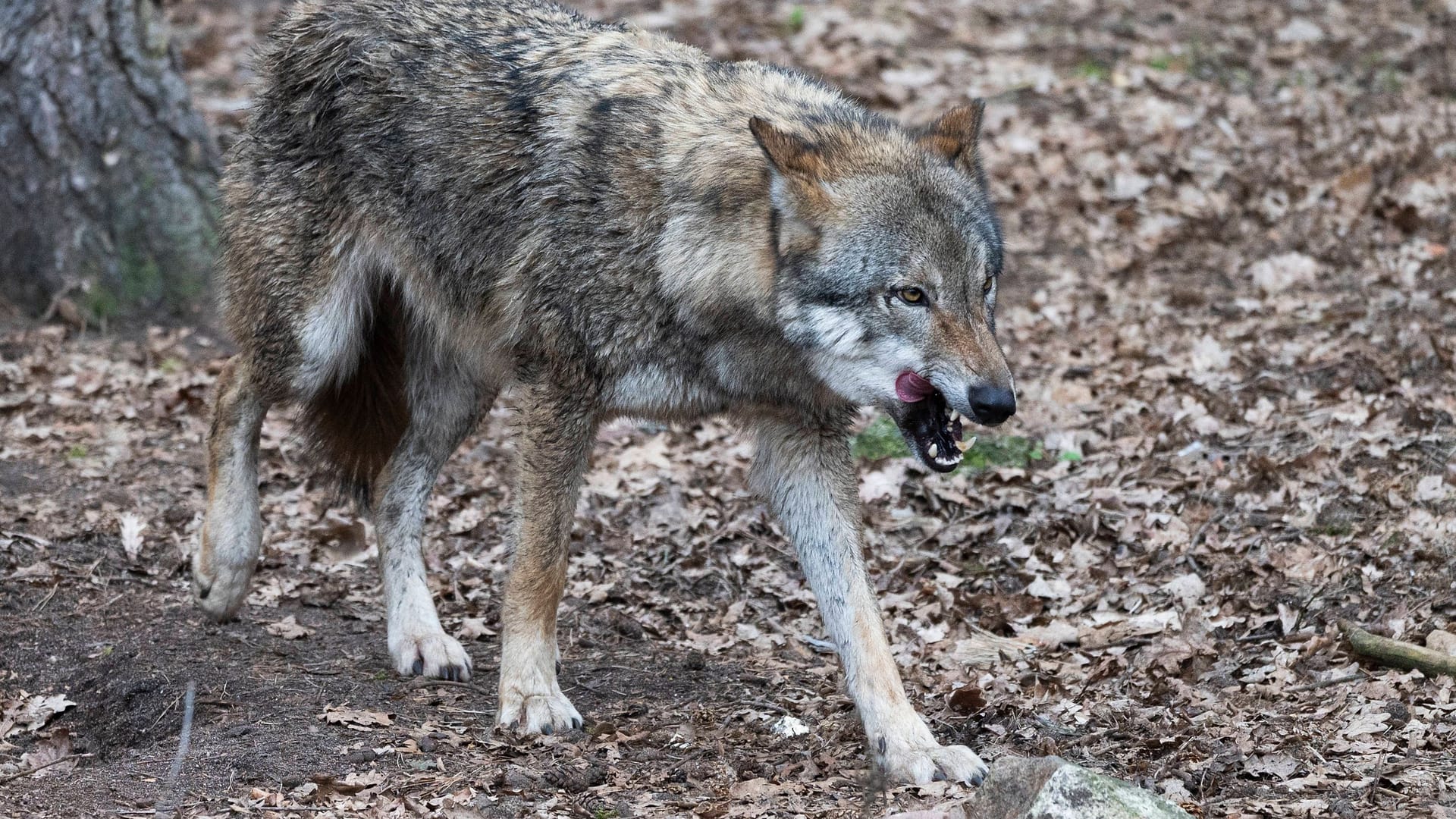 Ein Europäischer Wolf in einem Freigehege (Archivbild): Sollten Herden besser geschützt werden?