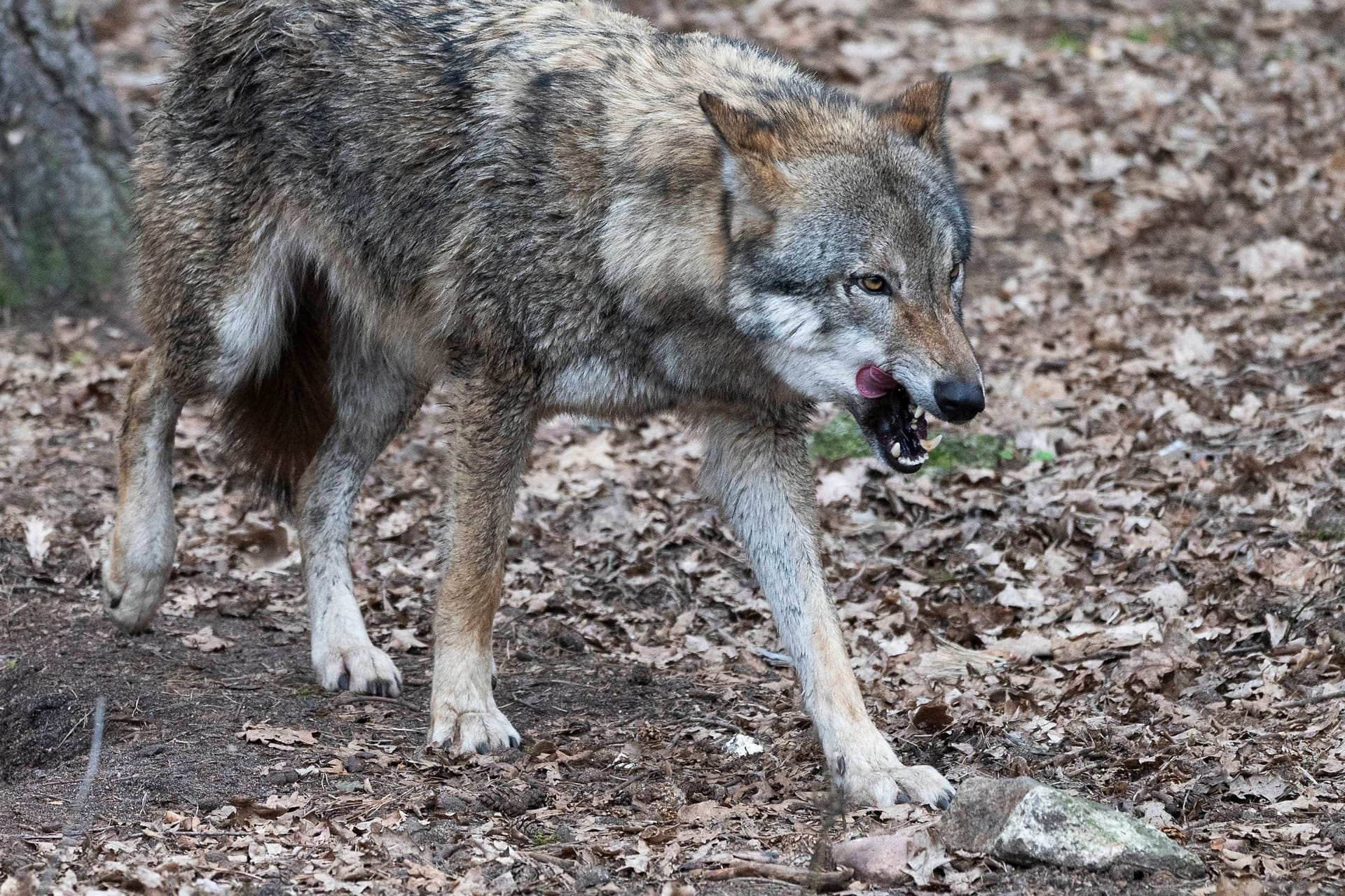 Ein Europäischer Wolf in einem Freigehege (Archivbild): Sollten Herden besser geschützt werden?