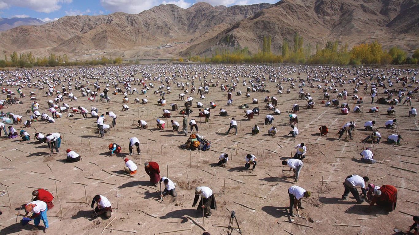 Im Jahr 2010 pflanzten Freiwillige in Indien in einer Stunde 50.000 Bäume – damals Weltrekord.