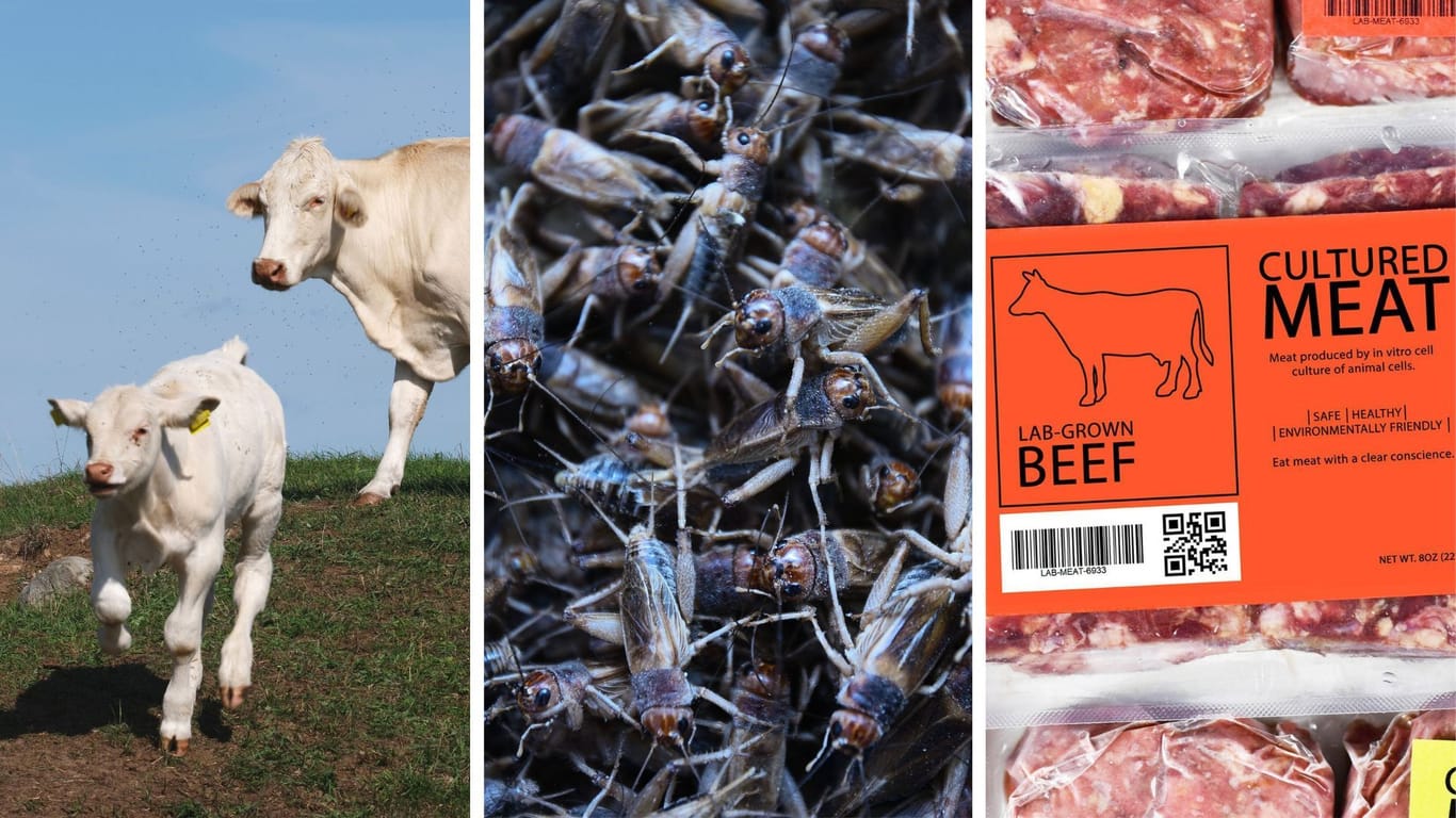 Weg vom Nutztier, hin zu Insekten und kultiviertem Fleisch aus dem Labor? Die Lebensmittelbranche bietet zunehmend mehr Alternativen für tierische Produkte.