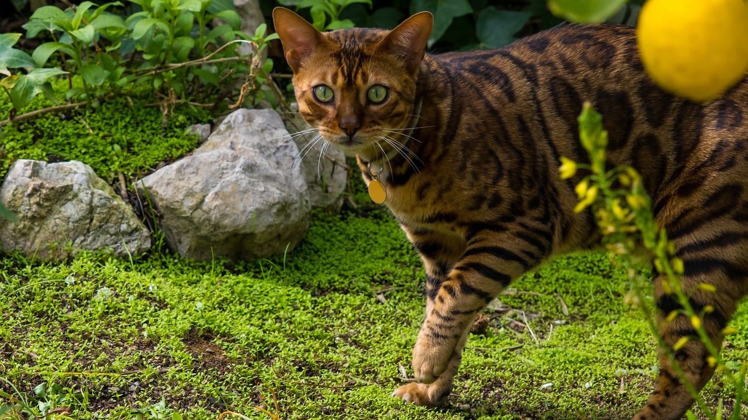 Katzen mit Geruch vertreiben: Die Vierbeiner mögen viele Gerüche, wie den von Zitronen nicht.