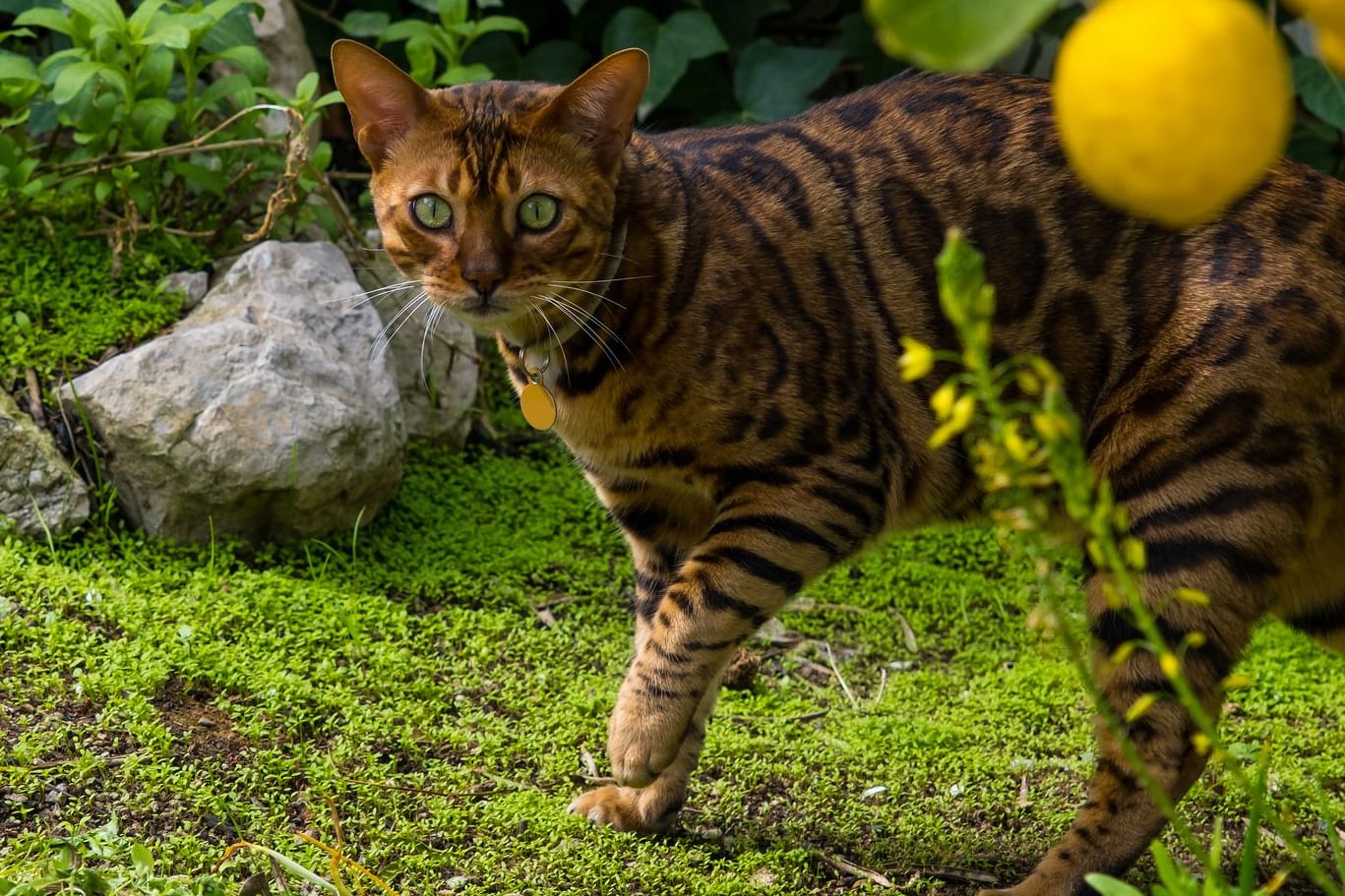 Katzen mit Geruch vertreiben: Die Vierbeiner mögen viele Gerüche, wie den von Zitronen nicht.