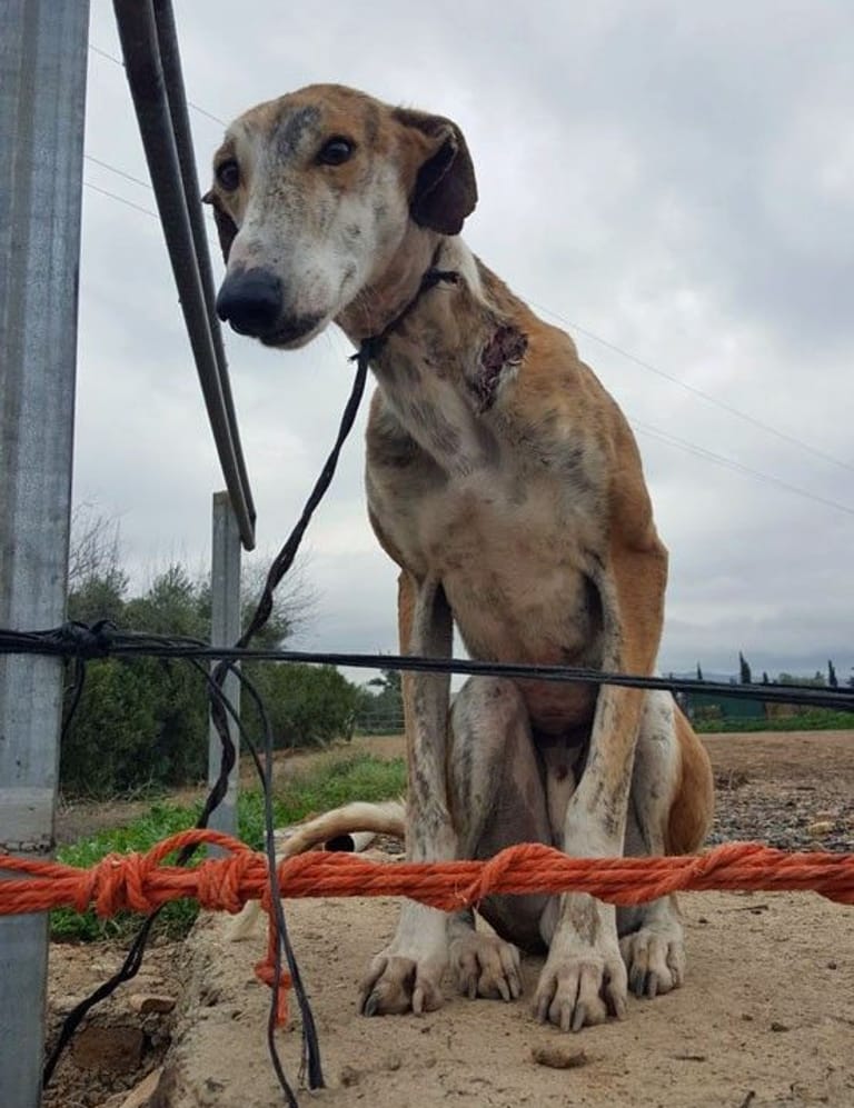 Galgo Chipy wurde in der Silvesternacht gegenüber vom Asyl angebunden und man hatte ihm kurz vorher brutal den Mikrochip rausgeschnitten. In der Nacht gab es Frost und er hatte nur einen ganz kurzen Strick. Es sass dort und hatte sich aufgegeben, weil das Leben so furchtbar zu ihm war. Die beigefügten Fotos zeigen das sehr deutlich. Er hat sich von allem erholt und hat noch ein schönes Leben in Deutschland geführt, aber diese Grausamkeit und Kälte gegenüber einem wehrlosen Galgo haben mich getroffen.
