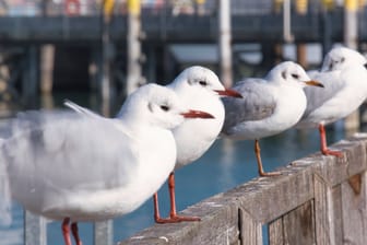 Vier Möwen am Bodensee (Symbolbild): Ein ganzer Schwarm sorgte in Venedig für Flugausfälle.
