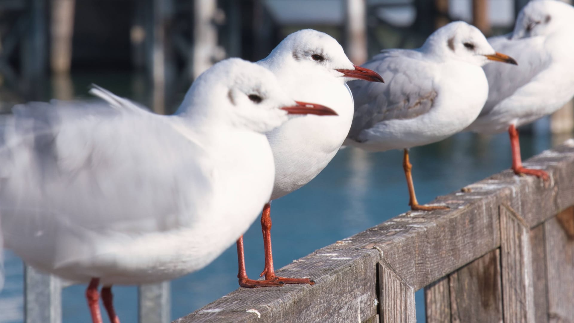 Vier Möwen am Bodensee (Symbolbild): Ein ganzer Schwarm sorgte in Venedig für Flugausfälle.