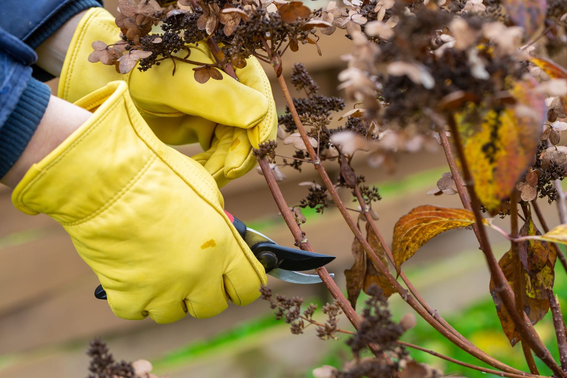 Bauernhortensien schneiden: Verwelkte Blüten und abgestorbene Zweige sollten immer im Frühjahr entfernt werden.