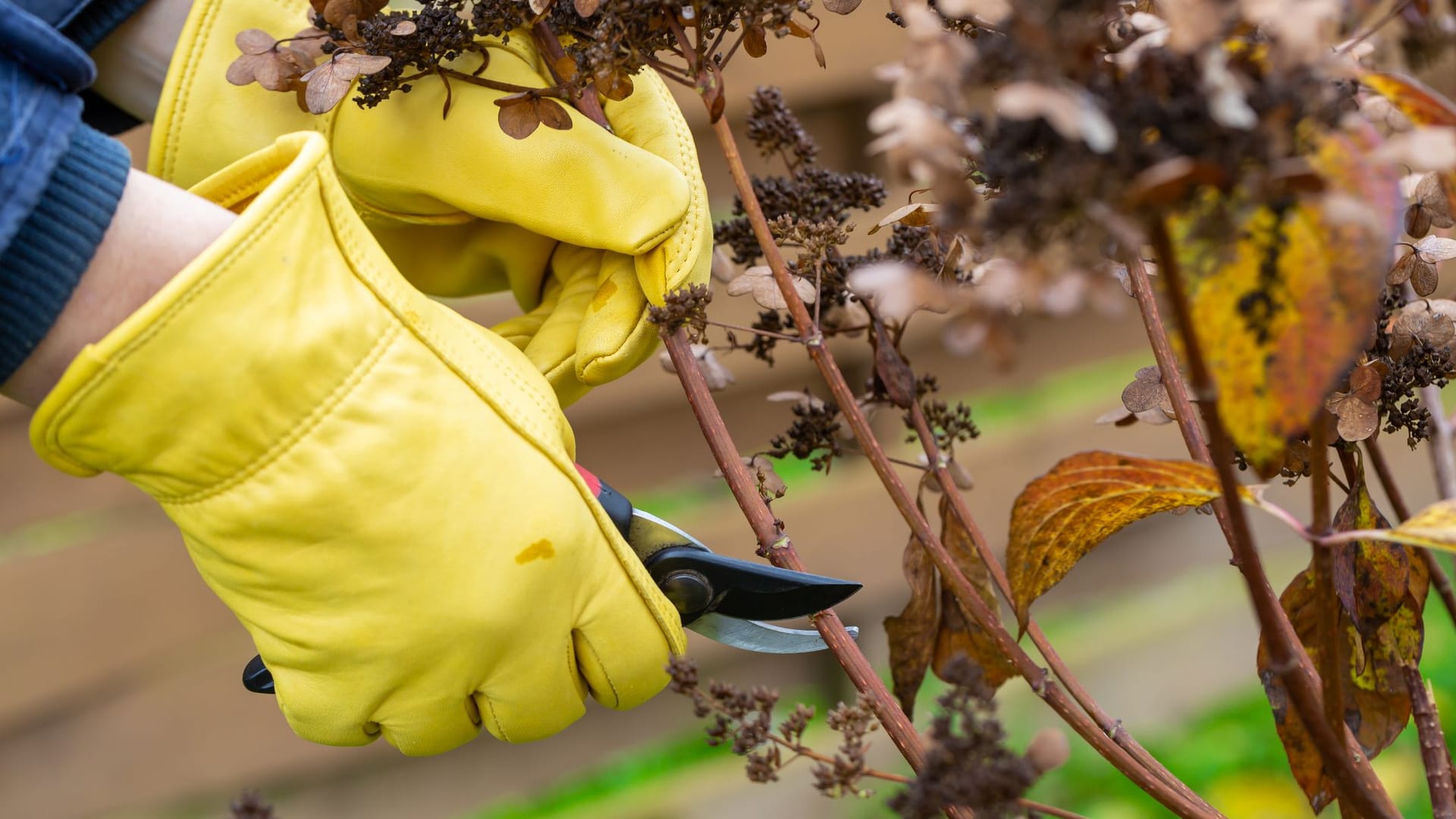 Bauernhortensien schneiden: Verwelkte Blüten und abgestorbene Zweige sollten immer im Frühjahr entfernt werden.