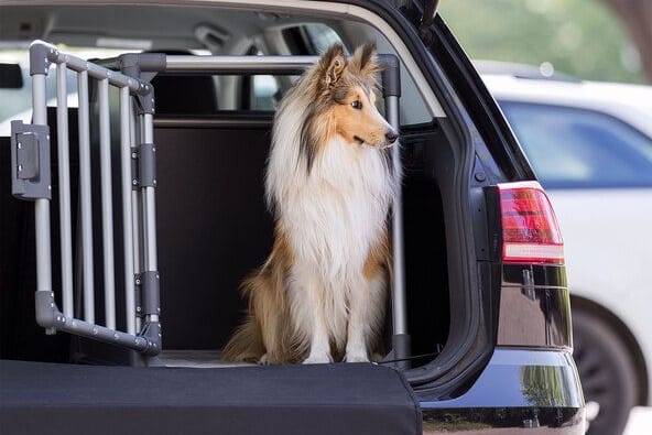 Hundezubehör im Angebot: Sichern Sie sich heute eine sichere Hundetransportbox fürs Auto bei Aldi im Angebot.