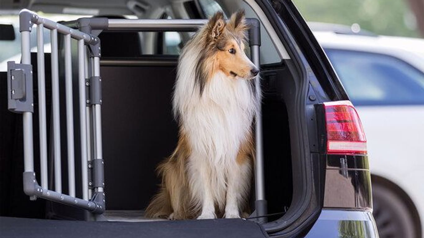 Hundezubehör im Angebot: Sichern Sie sich heute eine sichere Hundetransportbox fürs Auto bei Aldi im Angebot.
