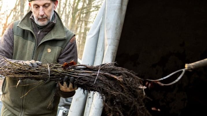 Jörg Nedden prüft nochmals die Qualität der zwei Jahre alten Eichen, die am Marienberg gepflanzt wurden.