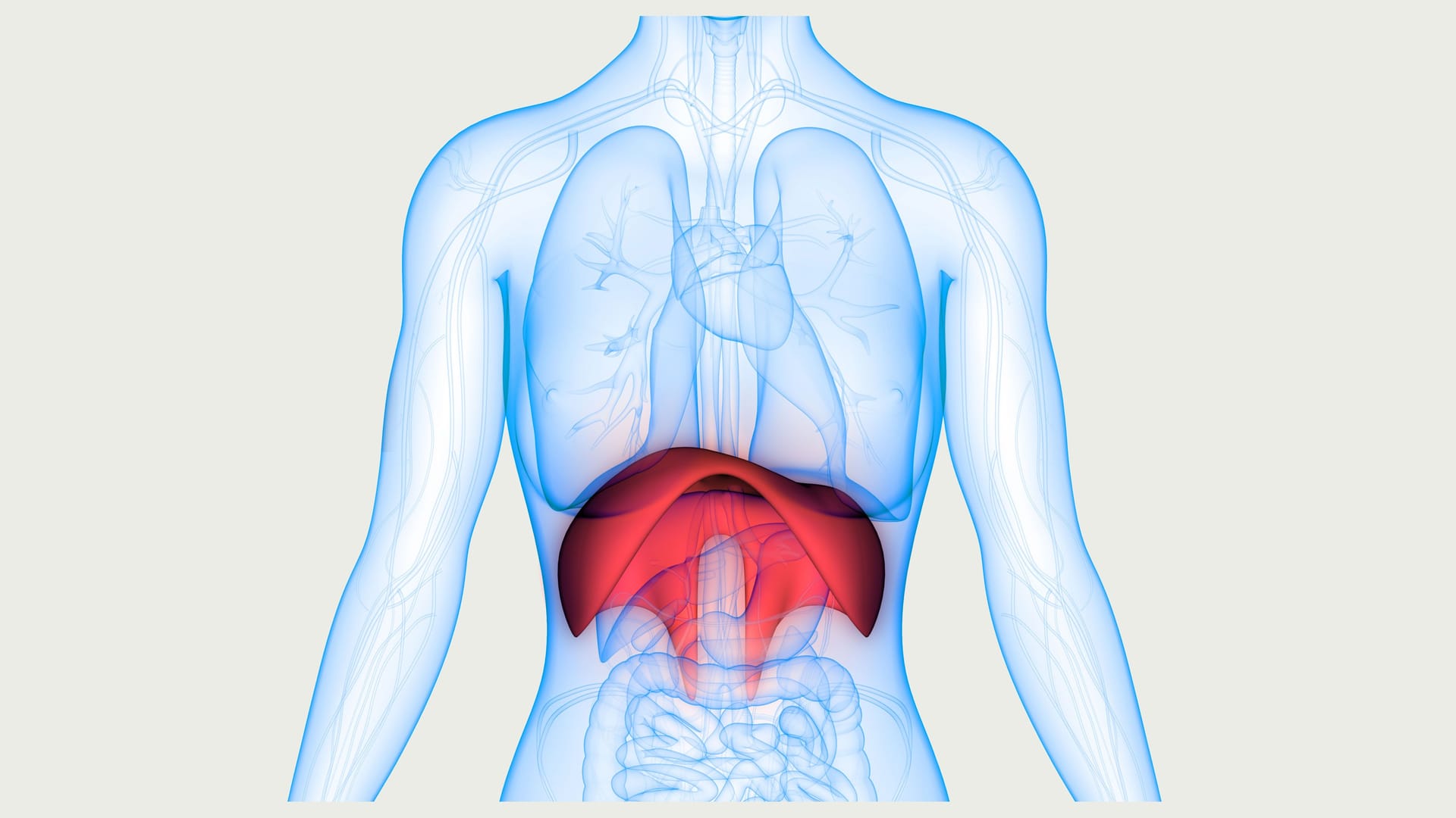 Anatomische Lage des Zwerchfells