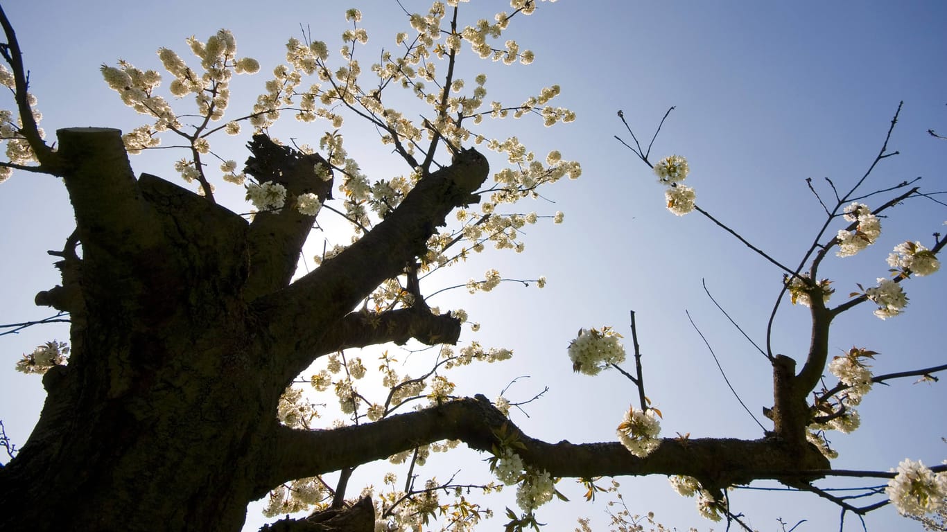 Alte Kirschbäume schneiden: Bekommt Ihr Obstbaum nicht genügend Licht, sollten Sie die Krone freilegen.