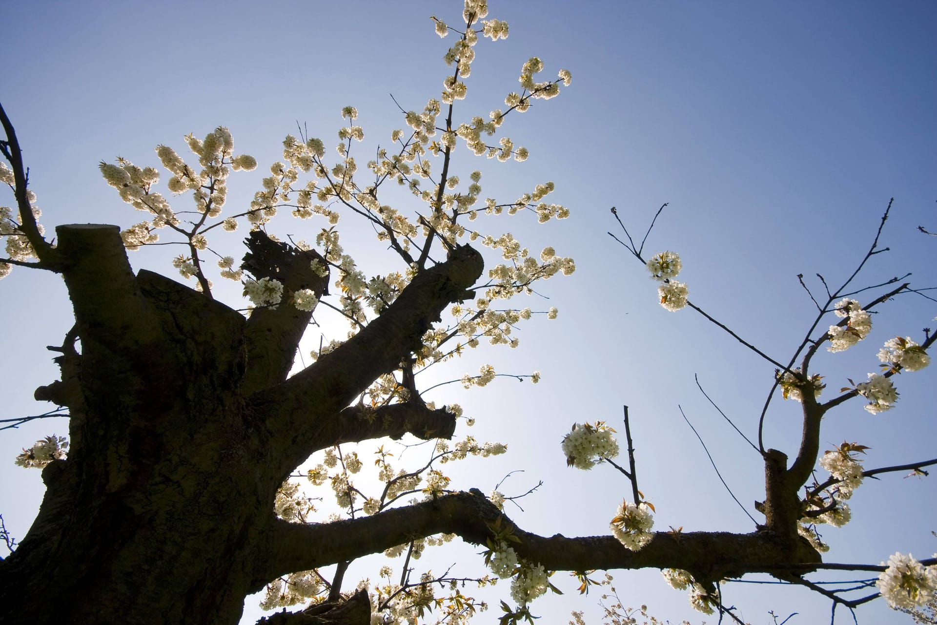 Alte Kirschbäume schneiden: Bekommt Ihr Obstbaum nicht genügend Licht, sollten Sie die Krone freilegen.