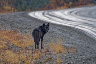 Ein Wolf steht am Straßenrand (Symbolbild): Die Tiere wurden einem Wolfsberater übergeben.