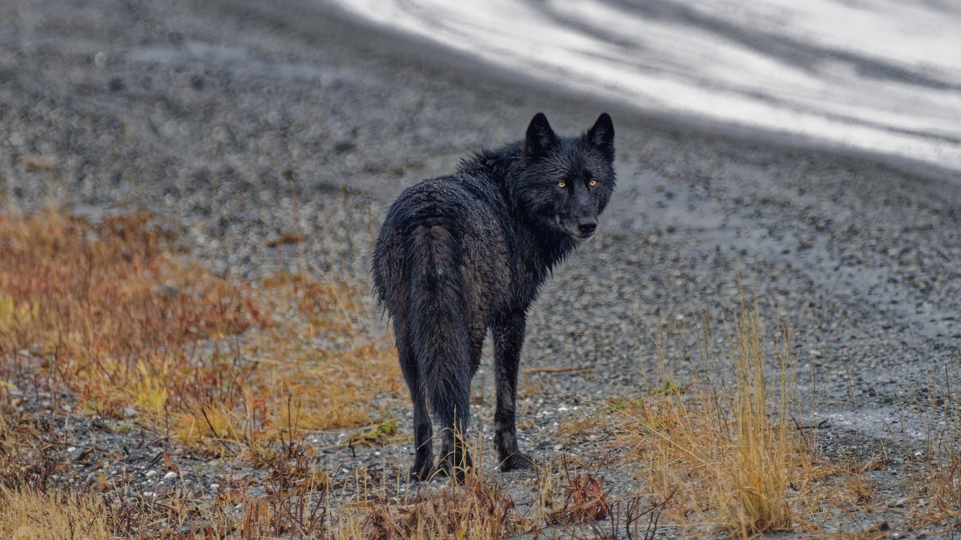 Ein Wolf steht am Straßenrand (Symbolbild): Die Tiere wurden einem Wolfsberater übergeben.