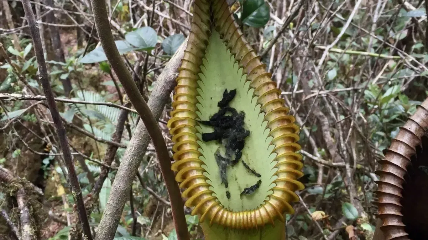 Kannenpflanze der Gattung Nepenthes auf der Insel Borneo mit Kot eines kleines Wirbeltieres.