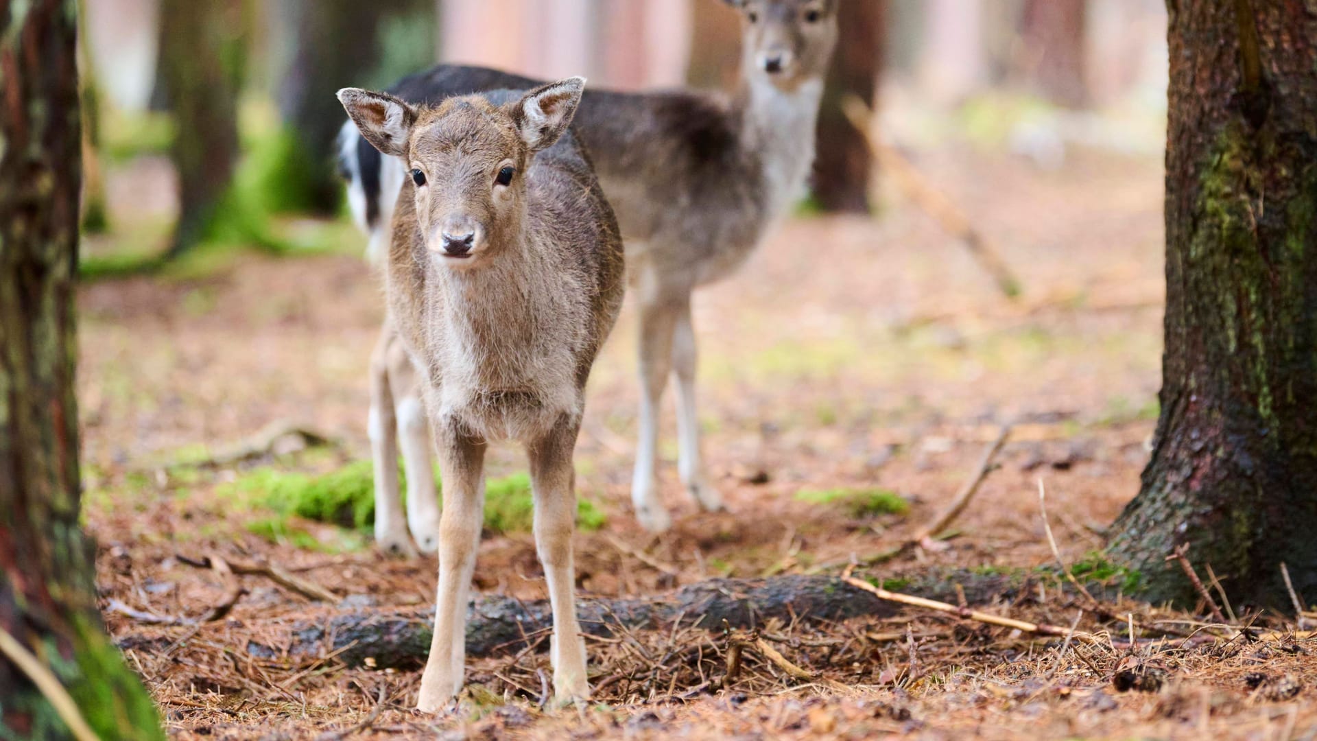 Europäischer Damhirsch (Symbolfoto): Den Spuren nach zu urteilen, sei das Reh in ein Auto gebracht und abtransportiert worden. Europäischer Damhirsch (Symbolfoto): Den Spuren nach zu urteilen, sei das Reh in ein Auto gebracht und abtransportiert worden.