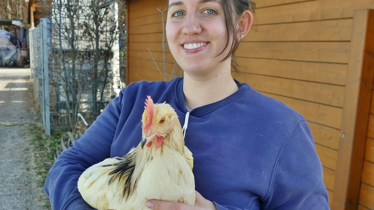 Tierquälerei in München: Hähne lebendig mariniert und weggeworfen ...