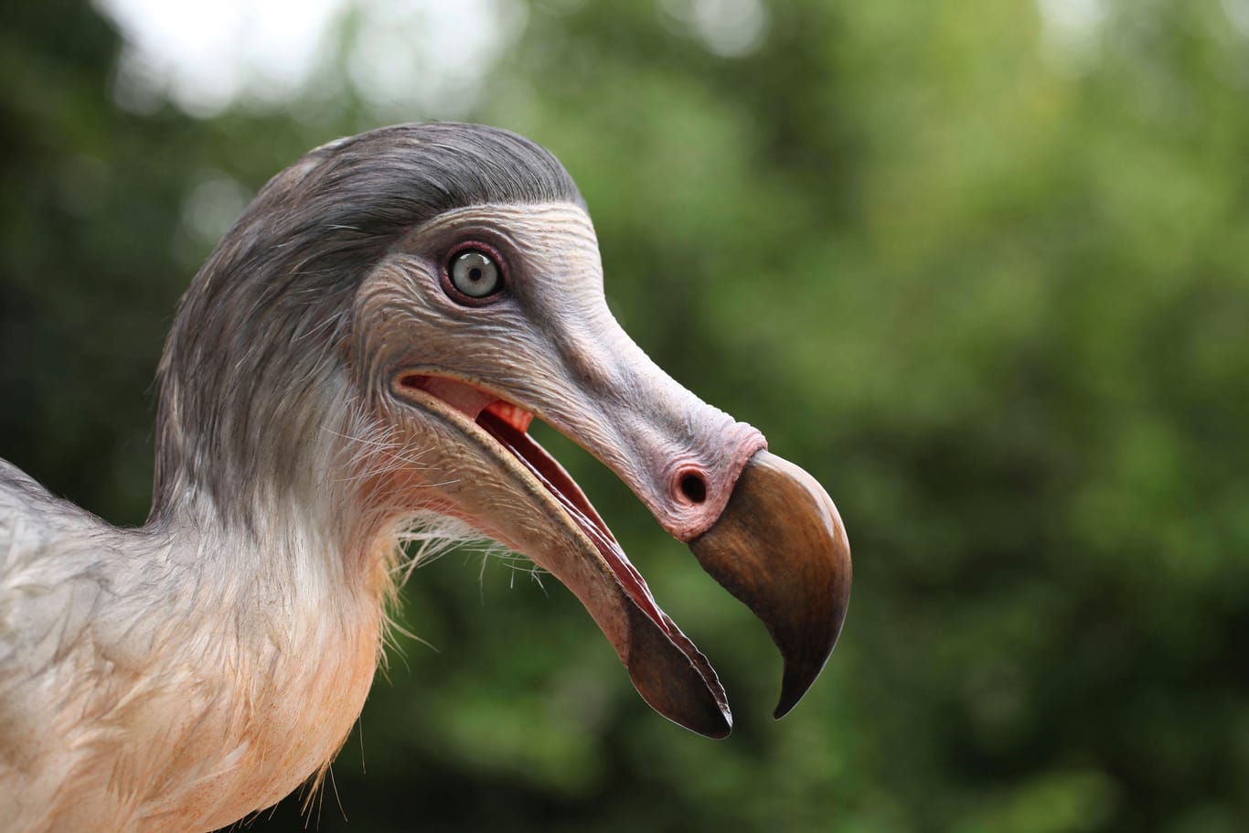 Eine Rekonstruktion des Dodo: Der flugunfähige Vogel ist seit 300 Jahren ausgestorben.