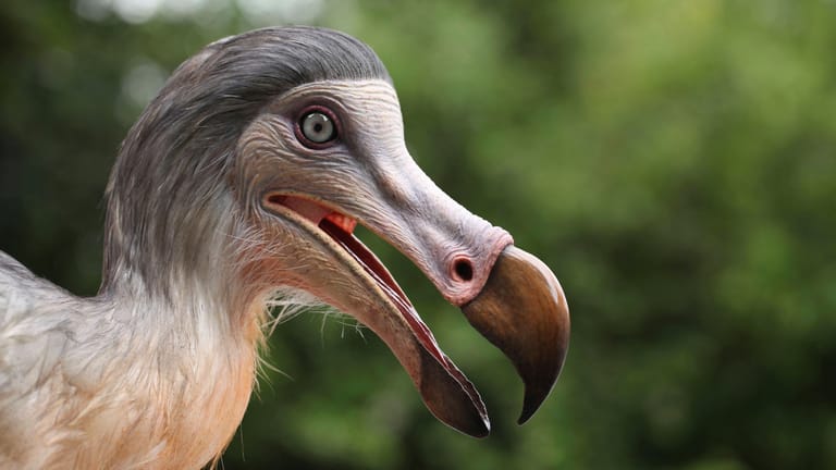 Eine Rekonstruktion des Dodo: Der flugunfähige Vogel ist seit 300 Jahren ausgestorben.