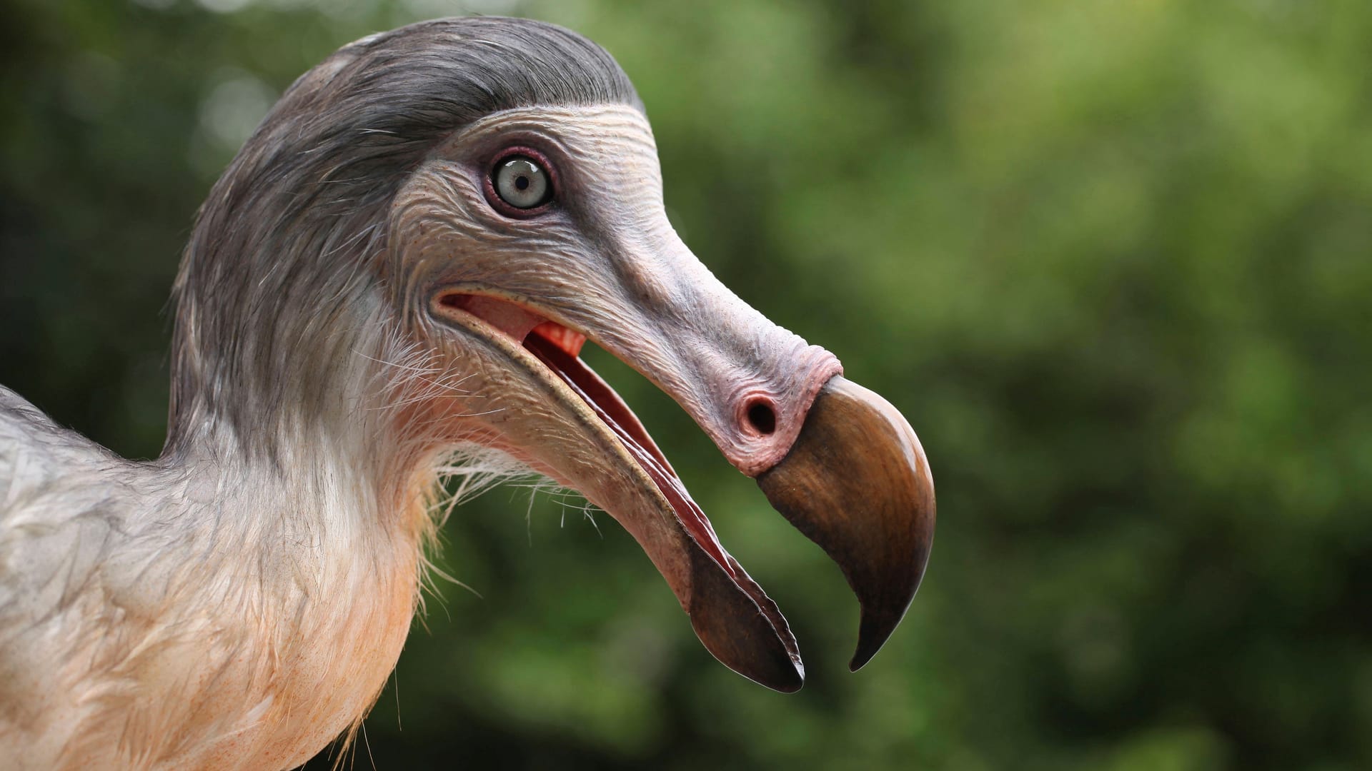 Eine Rekonstruktion des Dodo: Der flugunfähige Vogel ist seit 300 Jahren ausgestorben.