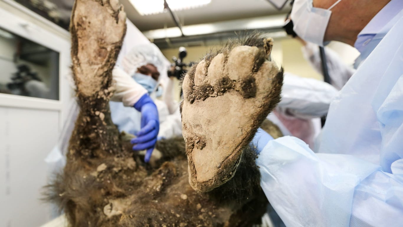 Wissenschaftler untersuchen den Kadaver eines fast 3.500 Jahre alten Braunbären in Sibirien.