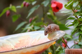 Mäuse vertreiben mit Flaschen: Die laute Falle eignet sich besonders gut für den Garten.
