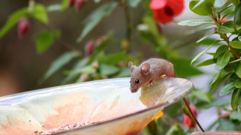 Mäuse vertreiben mit Flaschen: Die laute Falle eignet sich besonders gut für den Garten.