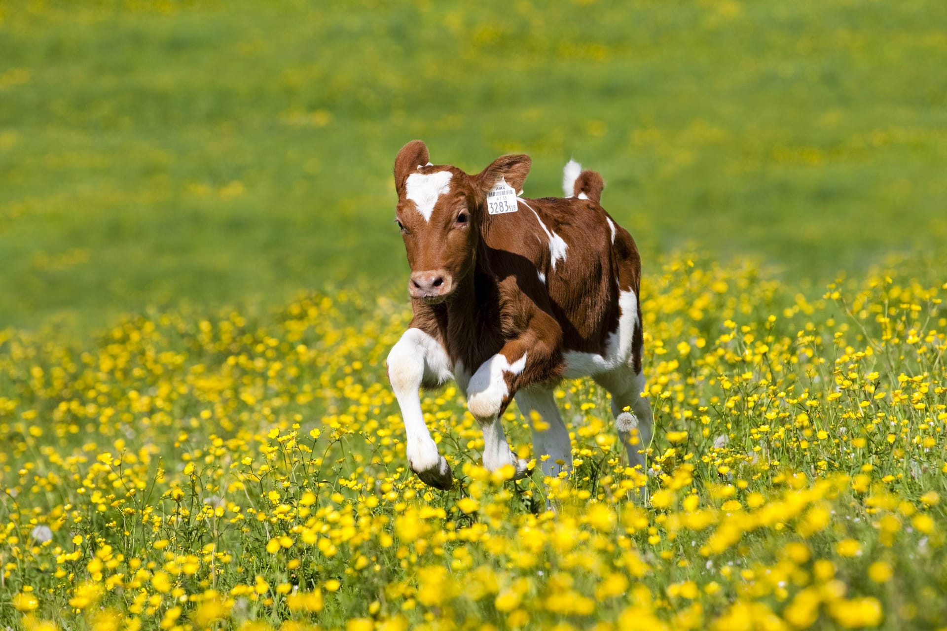 Ein Kalb rennt auf einer Blumenwiese (Symbolbild): In Baden-Württemberg flog ein Polizeihubschrauber hinterher.